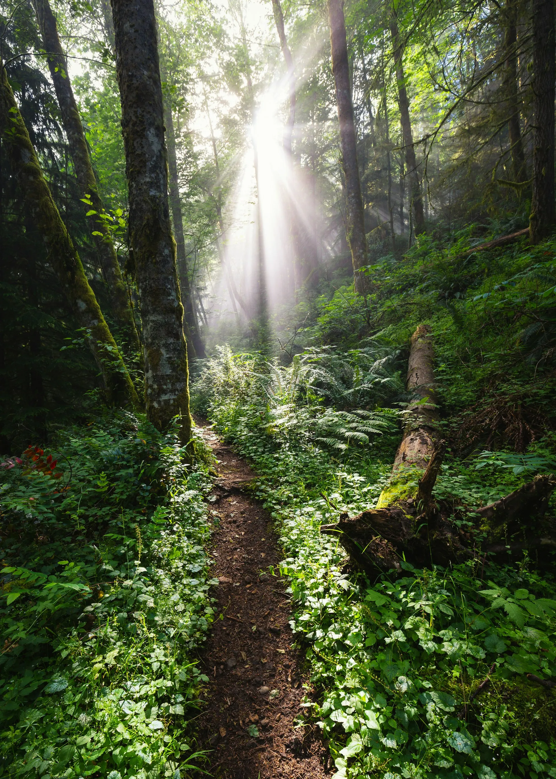 Sunlight along a green forest path